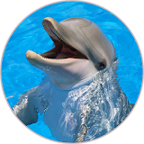 Dolphin (Animal) Sounds icon
