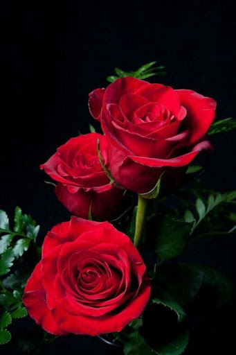 Beautiful flowers pictures Screen 3