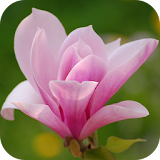 Magnolia Flower Wallpapers icon