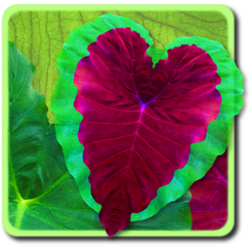 Heart Life LWP logo
