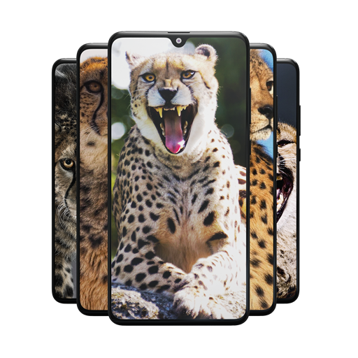 Cheetah Wallpapers: Fastest An  Icon
