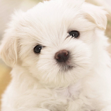 Cute Dogs Wallpapers icon