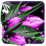 Cover Image of Download Tulips Dew Drops LWP 1.9 APK
