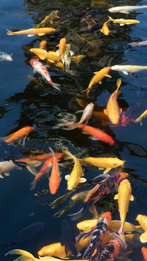 Pond Wallpaper ekran görüntüsü
