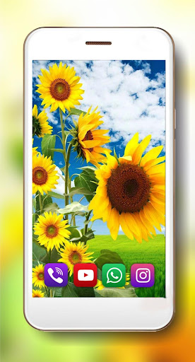 Summer Sunflowers Live Wallpaper