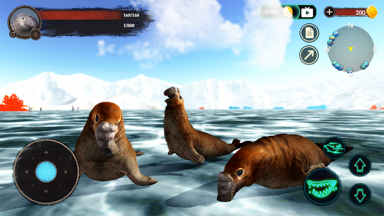The Seal Elephant 4