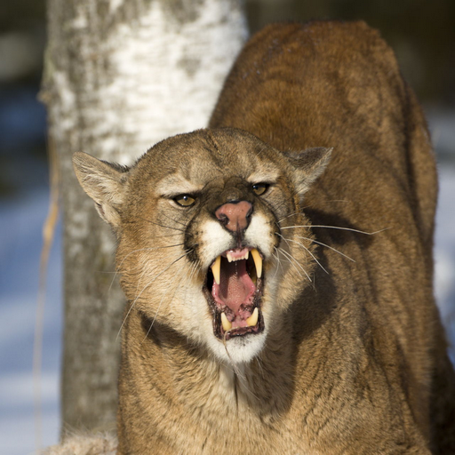 Cougar  Moutain Lion Sounds