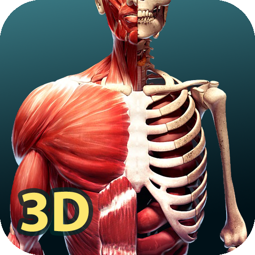 Human Anatomy 3D  Icon