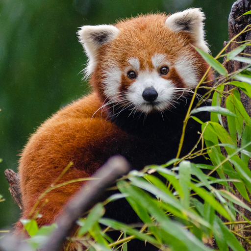 Cute Red Panda Wallpaper Apps On Google Play