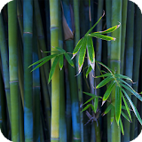 Bamboo Live Wallpaper icon