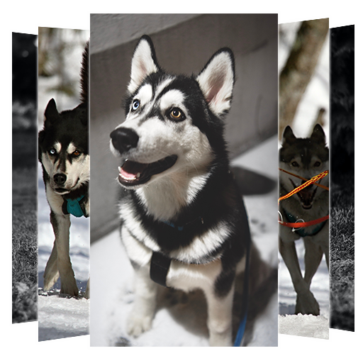 Siberian Husky Wallpapers And Backgrounds Google Play のアプリ