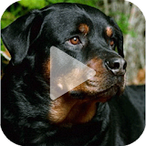 Rottweiler Animated Wallpaper icon