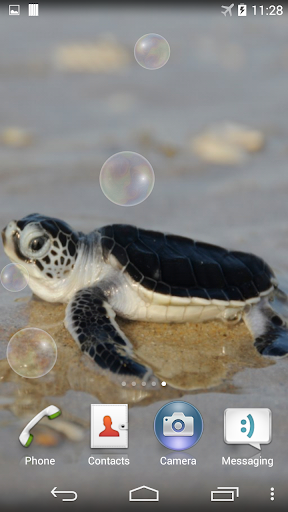 Sea Turtle Underwater Screen 2