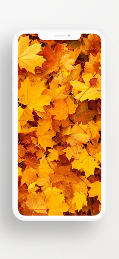 Leaf Wallpapers - HD, QHD, FUL