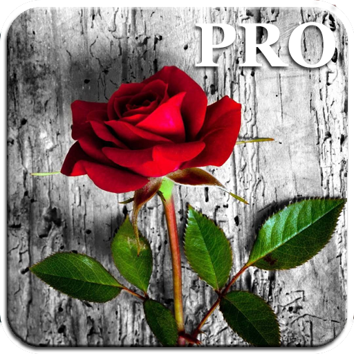 Rose Live Wallpapers PRO
