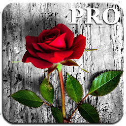 Icon image Rose Live Wallpapers PRO