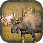 Cover Image of Download Moose Hunting Calls  APK