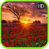 Tulip Wallpaper HD icon