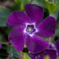 Purple Crocus Flower Wallpaper