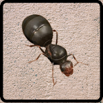 Cover Image of Baixar The Ants Underground Kingdom Beginner Guide 1.0.0 APK