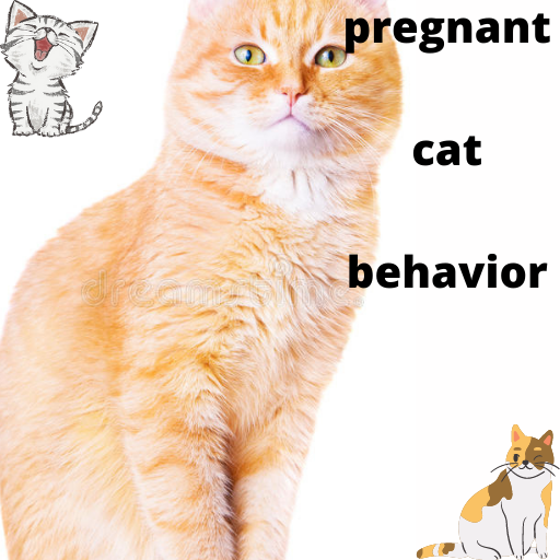 Pregnant cat hotsell aggressive behavior
