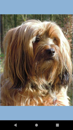 Terrier dog photos Screen 3