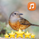 Suara Murai Betina Memancing Jantan Download on Windows