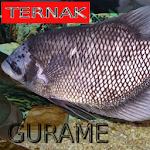 Cover Image of 下载 Beternak Budidaya Ikan Gurame  APK