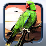 Top 30 Education Apps Like Flying Birds Digital - Best Alternatives
