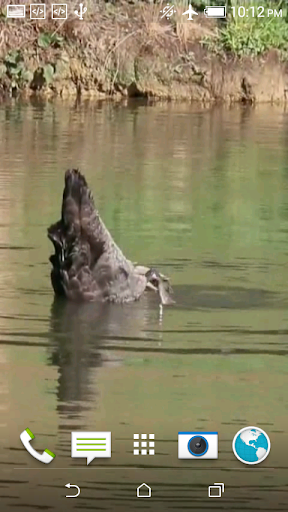 Black Swan Video Wallpaper Screen 2