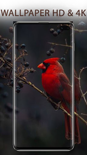 Cute Birds Wallpapers HD 4K