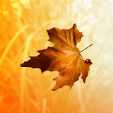 Autumn Leaves Wallpaper icon