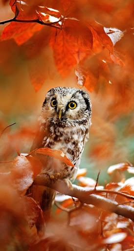 Owl Wallpaper