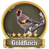 Chirping Goldfich Top icon