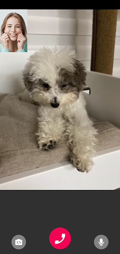 Android application Cute Dog Prank Call cute dog g screenshort