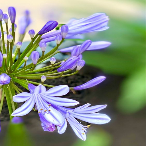 Agapanthus africanus flowers