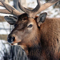 Elk Sounds - RingtoneAlarm  Notification Sounds
