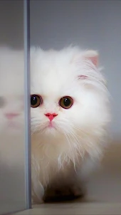 Cute Cat Video Wallpapers