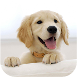 Cover Image of Download Wallify - Pets Wallpapers (Buz  APK
