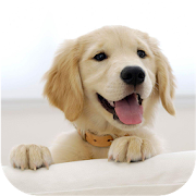 Wallify - Pets Wallpapers (Buzzsharer)