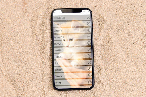 Cat Sound Screen 2