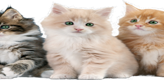 Cat Rescue: Puzzle Game - Screenshot 1