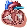 EchoCardio icon