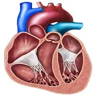 EchoCardio APK