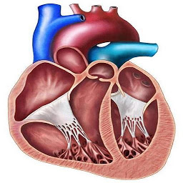 EchoCardio: Download & Review