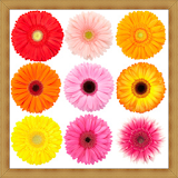 Gerbera Daisy Flower Onet Game icon
