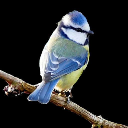 Vögel bestimmen Windows'ta İndir
