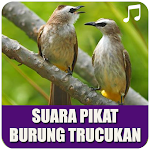 Cover Image of Download Suara Burung Trucukan Pikat Offline 1.0.3 APK
