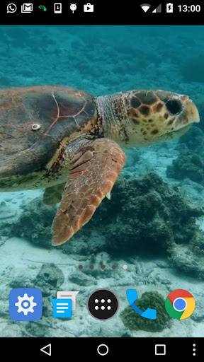 turtle video wallpaper Screen 2