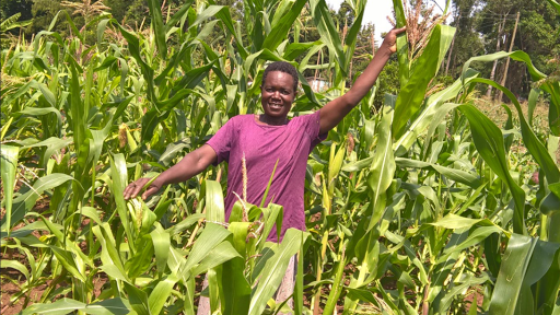 Android application KALRO GLS Maize Varieties screenshort